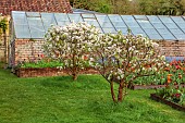 CAISSON GARDEN, SOMERSET: MARCH, WALLED GARDEN AND ORCHARD, ORNAMENTAL CUT FLOWER BEDS PLANTED WITH TULIPS, GREENHOUSES, BLOSSOM, TOPIARY MALUS EVERESTE