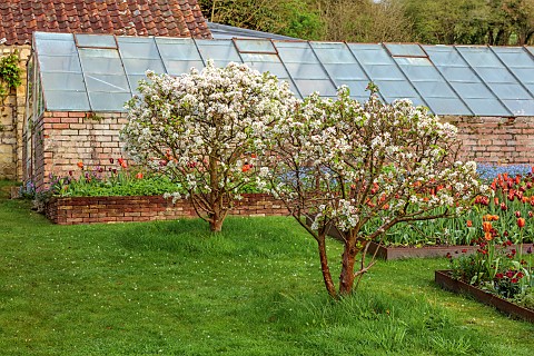 CAISSON_GARDEN_SOMERSET_MARCH_WALLED_GARDEN_AND_ORCHARD_ORNAMENTAL_CUT_FLOWER_BEDS_PLANTED_WITH_TULI