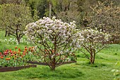 CAISSON GARDEN, SOMERSET: MARCH, WALLED GARDEN AND ORCHARD, ORNAMENTAL CUT FLOWER BEDS PLANTED WITH TULIPS, BLOSSOM, TOPIARY MALUS EVERESTE