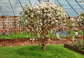 CAISSON GARDEN, SOMERSET: MARCH, WALLED GARDEN AND ORCHARD, ORNAMENTAL CUT FLOWER BEDS PLANTED WITH TULIPS, GREENHOUSES, BLOSSOM, TOPIARY MALUS EVERESTE