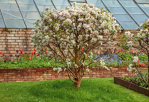 CAISSON_GARDEN_SOMERSET_MARCH_WALLED_GARDEN_AND_ORCHARD_ORNAMENTAL_CUT_FLOWER_BEDS_PLANTED_WITH_TULI
