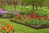 CAISSON GARDEN, SOMERSET: MARCH, WALLED GARDEN AND ORCHARD, ORNAMENTAL CUT FLOWER BEDS PLANTED WITH TULIPS