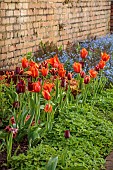 CAISSON GARDEN, SOMERSET: MARCH, WALLED GARDEN AND ORCHARD, ORNAMENTAL CUT FLOWER BEDS PLANTED WITH TULIPS BESIDE THE GREENHOUSE, TULIP SLAWA, REQUEST, QUEEN OF NIGHT