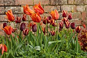 CAISSON GARDEN, SOMERSET: MARCH, WALLED GARDEN AND ORCHARD, ORNAMENTAL CUT FLOWER BEDS PLANTED WITH TULIPS BESIDE THE GREENHOUSE, TULIP SLAWA, REQUEST, QUEEN OF NIGHT