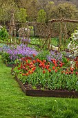 CAISSON GARDEN, SOMERSET: MARCH, WALLED GARDEN AND ORCHARD, ORNAMENTAL CUT FLOWER BEDS PLANTED WITH TULIPS, GREENHOUSES, BLOSSOM