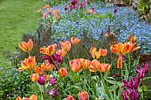 CAISSON GARDEN, SOMERSET: MARCH, WALLED GARDEN AND ORCHARD, ORNAMENTAL CUT FLOWER BEDS PLANTED WITH TULIPS, TULIP ORANGE MARMALADE, TULIP PURPLE DOLL