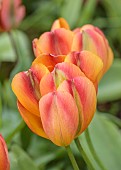 CAISSON GARDEN, SOMERSET: ORANGE, GREEN, YELLOW FLOWERS, BLOOMS OF TULIP ORANGE MARMALADE