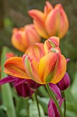 CAISSON GARDEN, SOMERSET: ORANGE, GREEN, YELLOW FLOWERS, BLOOMS OF TULIP ORANGE MARMALADE