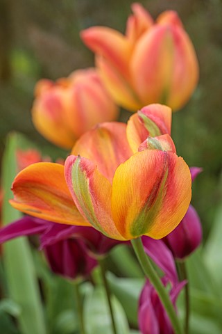 CAISSON_GARDEN_SOMERSET_ORANGE_GREEN_YELLOW_FLOWERS_BLOOMS_OF_TULIP_ORANGE_MARMALADE
