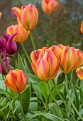 CAISSON GARDEN, SOMERSET: ORANGE, GREEN, YELLOW FLOWERS, BLOOMS OF TULIP ORANGE MARMALADE