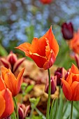 CAISSON GARDEN, SOMERSET: ORANGE FLOWERS, BLOOMS OF TULIP REQUEST