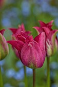 CAISSON GARDEN, SOMERSET: PINK, PLUM, GREEN, FLOWERS, BLOOMS OF TULIP PURPLE DOLL