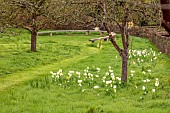 CAISSON GARDEN, SOMERSET: MARCH, WALLED GARDEN AND ORCHARD, MOWN PATHS THROUGH GRASS, MEADOW, ORNATE WOODEN CURVED SEAT, BENCH