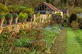 CAISSON GARDEN, SOMERSET: THE LONG BORDER AND WALL WITH TERRACOTTA CONTAINERS PLANTED WITH TULIP GAVOTA