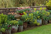 CAISSON GARDEN, SOMERSET: CONTAINERS BESIDE WALL PLANTED WITH EUPHORBIA, MUSCARI, WALLFLOWERS, TULIPS, DOUBLE EARLY TULIP LA BELLE EPOQUE