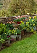 CAISSON GARDEN, SOMERSET: CONTAINERS BESIDE WALL PLANTED WITH EUPHORBIA, MUSCARI, WALLFLOWERS, TULIPS, DOUBLE EARLY TULIP LA BELLE EPOQUE