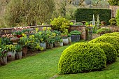 CAISSON GARDEN, SOMERSET: CONTAINERS BESIDE WALL PLANTED WITH EUPHORBIA, MUSCARI, WALLFLOWERS, TULIPS, DOUBLE EARLY TULIP LA BELLE EPOQUE, CLIPPED BOX BALLS