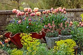 CAISSON GARDEN, SOMERSET: CONTAINERS BESIDE WALL PLANTED WITH EUPHORBIA, MUSCARI, WALLFLOWERS, TULIPS, DOUBLE EARLY TULIP LA BELLE EPOQUE