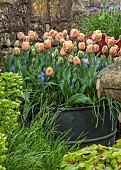 CAISSON GARDEN, SOMERSET: CONTAINERS BESIDE WALL PLANTED WITH MUSCARI, TULIPS, DOUBLE EARLY TULIP LA BELLE EPOQUE