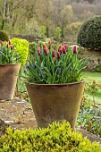 CAISSON GARDEN, SOMERSET: TERRACOTTA CONTAINER ON WALL PLANTED WITH TULIPS, TULIPA GAVOTA