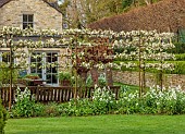 CAISSON GARDEN, SOMERSET: VIEW TO THE MULBERRY TERRACE, SPRING, MARCH, KITCHEN TERRACE, ESPALIERED MALUS EVERESTE, CRAB APPLE, BLOSSOM, LUNARIA ANNUA VAR. ALBA