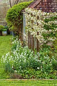 CAISSON GARDEN, SOMERSET: VIEW TO THE MULBERRY TERRACE, SPRING, MARCH, KITCHEN TERRACE, ESPALIERED MALUS EVERESTE, CRAB APPLE, BLOSSOM, LUNARIA ANNUA VAR. ALBA