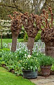 CAISSON GARDEN, SOMERSET: VIEW TO THE MULBERRY TERRACE, SPRING, MARCH, CONTAINERS WITH WHITE TULIPS, NARCISSUS, MORUS ALBA