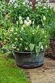 CAISSON GARDEN, SOMERSET: SPRING, MARCH, CONTAINERS WITH WHITE TULIPS, WHITE TULIP HAKUUN, NARCISSUS MINNOW