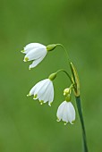 CAISSON GARDEN, SOMERSET: WHITE FLOWERS OF LODDON SNOWDROP, LEUCOJUM AESTIVUM