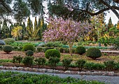 PRIVATE MALLORCA GARDEN, SPAIN: PINK FLOWERS, BLOOMS OF BAUHINIA VARIEGATA, EVERGREEN, TREE