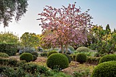 PRIVATE MALLORCA GARDEN, SPAIN: PINK FLOWERS, BLOOMS OF BAUHINIA VARIEGATA, EVERGREEN, TREE