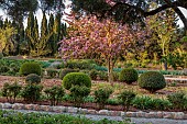 PRIVATE MALLORCA GARDEN, SPAIN: PINK FLOWERS, BLOOMS OF BAUHINIA VARIEGATA, EVERGREEN, TREE