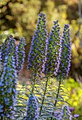 PRIVATE MALLORCA GARDEN, SPAIN: BLUE, PURPLE FLOWERS, BLOOMS OF ECHIUM CANDICANS