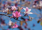PRIVATE MALLORCA GARDEN, SPAIN: PINK FLOWERS, BLOOMS OF BAUHINIA VARIEGATA, EVERGREEN, TREE