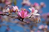 PRIVATE MALLORCA GARDEN, SPAIN: PINK FLOWERS, BLOOMS OF BAUHINIA VARIEGATA, EVERGREEN, TREE