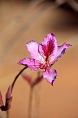 PRIVATE MALLORCA GARDEN, SPAIN: PINK FLOWERS, BLOOMS OF BAUHINIA VARIEGATA, EVERGREEN, TREE