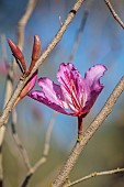 PRIVATE MALLORCA GARDEN, SPAIN: PINK FLOWERS, BLOOMS OF BAUHINIA VARIEGATA, EVERGREEN, TREE