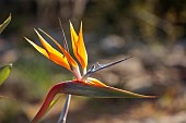 PRIVATE MALLORCA GARDEN, SPAIN: ORANGE FLOWERS, BLOOMS OF STRELITZIA REGINAE, TROPICAL, EXOTIC, BIRD OF PARADISE