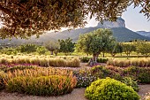 PRIVATE GARDEN ALARO, MALLORCA, DESIGNED BY MASHAMBA DESIGN: GRAVEL GARDEN, OSTEOSPERMUM ECKLONIS, BULBINE FRUTESCENS, OLIVE TREE, STIPA TENUISSIMA, MOUNTAINS, BORROWED LANDSCAPE