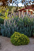 PRIVATE GARDEN ALARO, MALLORCA, DESIGN, MASHAMBA DESIGN: APRIL, GRAVEL GARDEN, BLUE, PURPLE FLOWERS, BLOOMS OF ECHIUM CANDICANS, DRY, DROUGHT