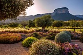 PRIVATE GARDEN ALARO, MALLORCA, DESIGNED BY MASHAMBA DESIGN: GRAVEL GARDEN, OSTEOSPERMUM ECKLONIS, BULBINE FRUTESCENS, OLIVE TREE, STIPA TENUISSIMA, MOUNTAINS, BORROWED LANDSCAPE