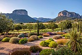 PRIVATE GARDEN ALARO, MALLORCA, DESIGNED BY MASHAMBA DESIGN: GRAVEL GARDEN, OSTEOSPERMUM ECKLONIS, BULBINE FRUTESCENS, OLIVE TREE, AGAVE ATTENUATA, MOUNTAINS, BORROWED LANDSCAPE