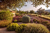 PRIVATE GARDEN ALARO, MALLORCA, DESIGNED BY MASHAMBA DESIGN: GRAVEL GARDEN, OSTEOSPERMUM ECKLONIS, BULBINE FRUTESCENS, OLIVE TREE, STIPA TENUISSIMA, TEUCRIUM FRUTICANS