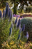 PRIVATE GARDEN ALARO, MALLORCA, DESIGNED BY MASHAMBA DESIGN: GRAVEL GARDEN, BLUE, PYRPLE FLOWERS, BLOOMS OF ECHIUM CANDICANS