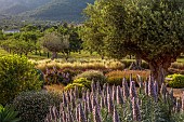 PRIVATE GARDEN ALARO, MALLORCA, DESIGNED BY MASHAMBA DESIGN: GRAVEL GARDEN, OSTEOSPERMUM ECKLONIS, BULBINE FRUTESCENS, OLIVE TREE, STIPA TENUISSIMA, ECHIUM CANDICANS