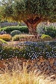 PRIVATE GARDEN ALARO, MALLORCA, DESIGNED BY MASHAMBA DESIGN: GRAVEL GARDEN, WALLS, OSTEOSPERMUM ECKLONIS, OLIVE TREE, ECHIUM CANDICANS, CLIPPED TEUCRIUM, TABLE, CHAIRS