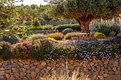 PRIVATE GARDEN ALARO, MALLORCA, DESIGNED BY MASHAMBA DESIGN: GRAVEL GARDEN, WALLS, OSTEOSPERMUM ECKLONIS, OLIVE TREE, ECHIUM CANDICANS, CLIPPED TEUCRIUM, TABLE, CHAIRS