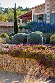 PRIVATE GARDEN ALARO, MALLORCA, DESIGNED BY MASHAMBA DESIGN: GRAVEL GARDEN, WALLS, OSTEOSPERMUM ECKLONIS, CLIPPED TEUCRIUM FRUTICANS, STIPA TENUISSIMA, ECHIUM CANDICANS