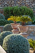 PRIVATE GARDEN ALARO, MALLORCA, DESIGNED BY MASHAMBA DESIGN: ENTRANCE TO COURTYARD, CLIPPED TOPIARY SHAPES, TERRACOTTA CONTAINERS, CYCAS REVOLUTA, JAPANESE SAGO PALM