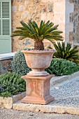 PRIVATE GARDEN ALARO, MALLORCA, DESIGNED BY MASHAMBA DESIGN: TERRACOTTA CONTAINER PLANTED WITH CYCAS REVOLUTA, JAPANESE SAGO PALM